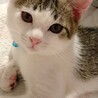 ごま