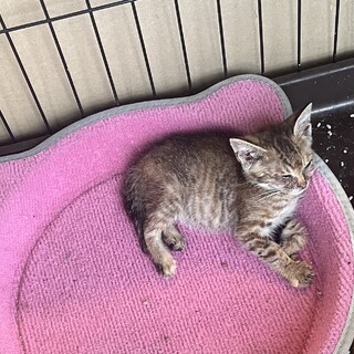 人慣れした可愛い女の子生後3週間