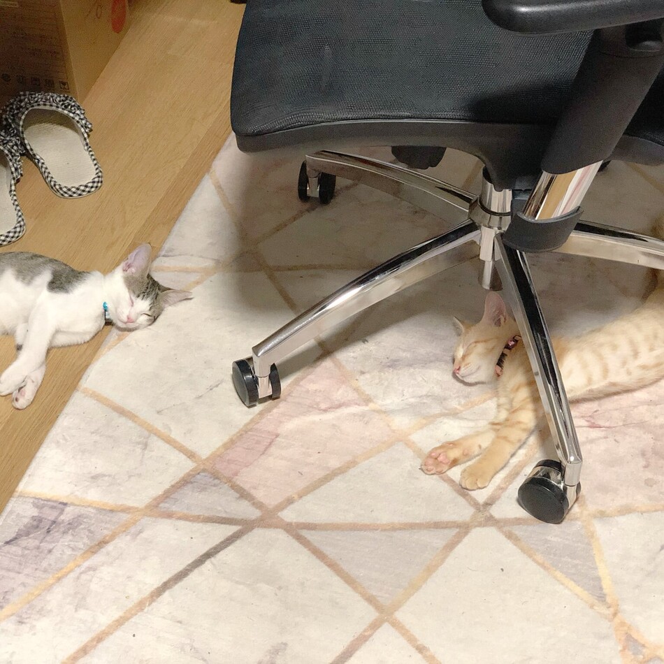 きなこのカバー写真