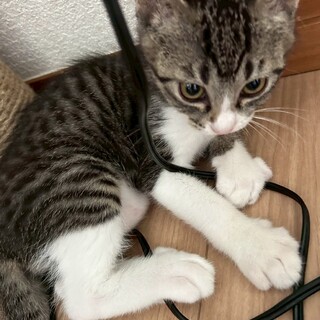 かわいい子猫ちゃん❣️