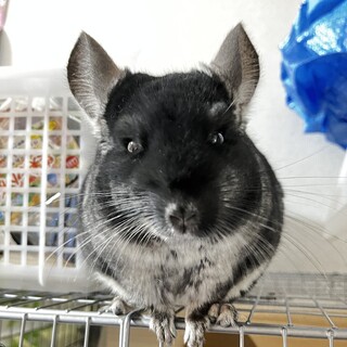 とても活発で甘えん坊な男の子