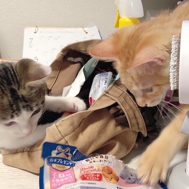 もちむぎ太郎のカバー写真