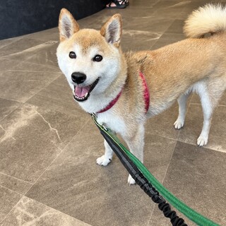 柴犬11歳はなこちゃん！お利口さんで健康体ちゃん！