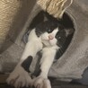 おにぎりくん