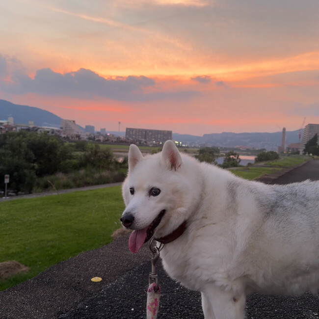 しゃむ0425のカバー写真