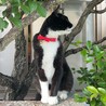 ねがちゃん