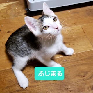 活発でやんちゃな男の子
