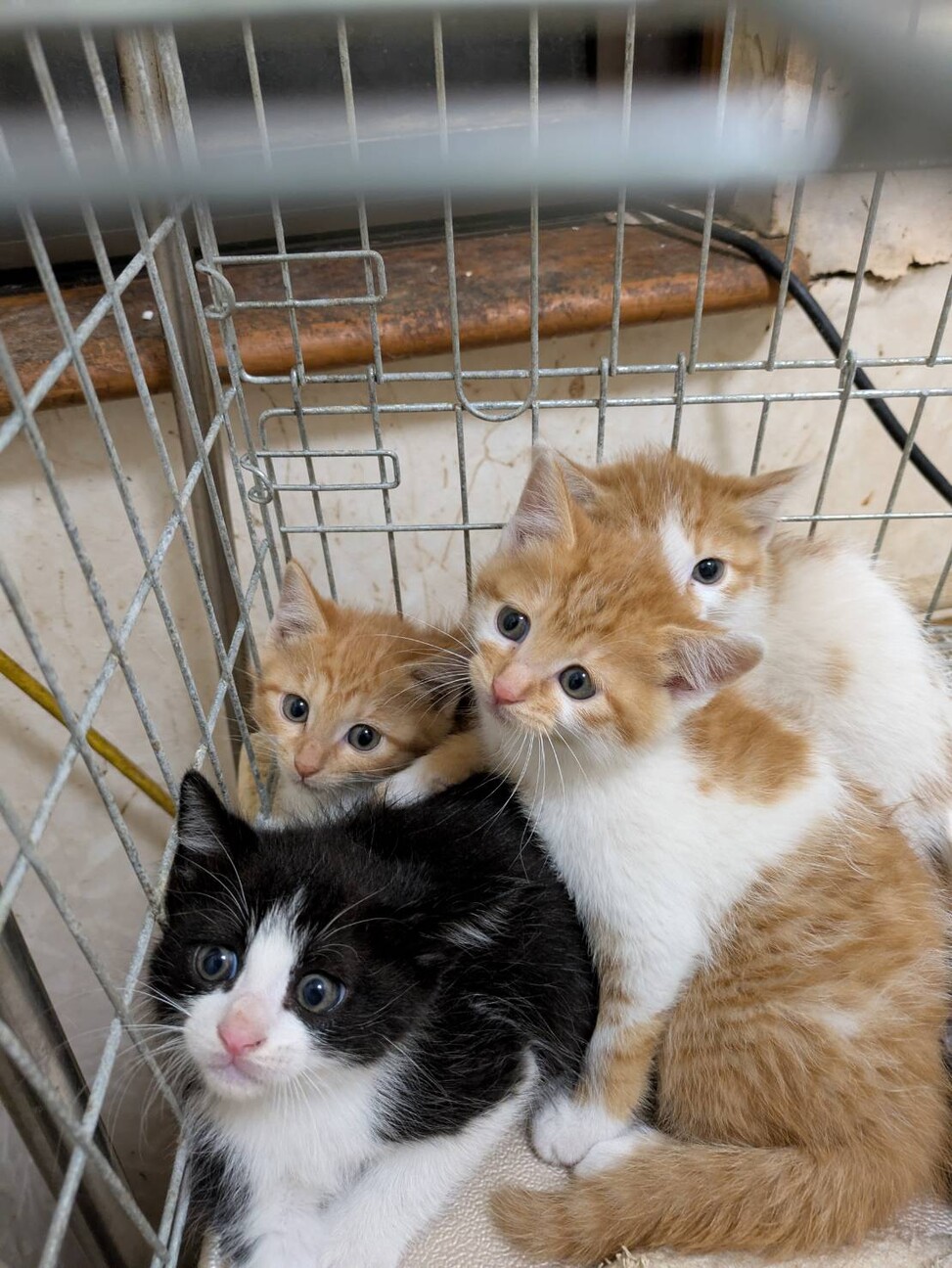 「犬猫譲渡会～あなたの家族...」（犬猫物語のイベント #26300） :: ペットのおうち【里親決定29万頭！】