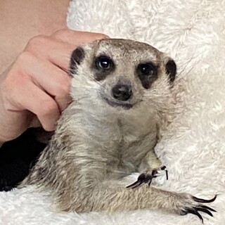 応募多数のため募集終了。ミーヤキャット︎︎里親募集