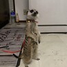 応募多数のため募集終了。ミーヤキャット︎︎里親募集 サムネイル2