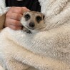応募多数のため募集終了。ミーヤキャット︎︎里親募集 サムネイル4