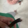 応募多数のため募集終了。ミーヤキャット︎︎里親募集 サムネイル5