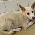 緊急！生後1ケ月の可愛い子犬　7月17日迄