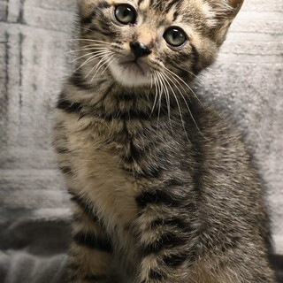 チュール大好きな好奇心いっぱい子猫