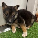 緊急！生後1ケ月の可愛い子犬　7月17日迄