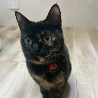 人間大好き！まん丸おめめがキュートな❤︎マメちゃん