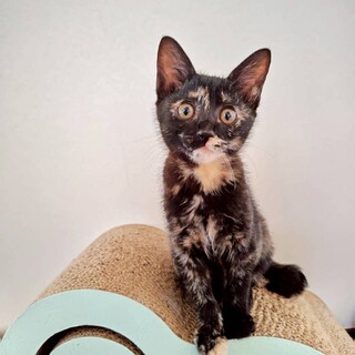 天真爛漫お転婆女子❤︎はやぶさちゃん