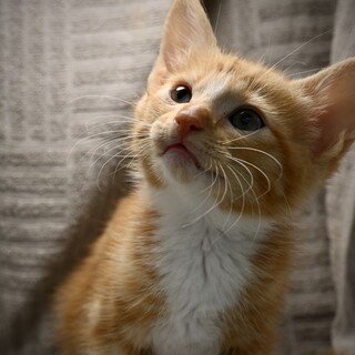 かわいさ満点のカボくん