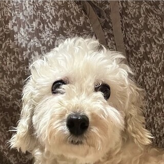 トイプードルのジュピターちゃん　里親様募集☆