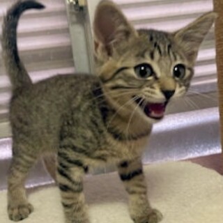 【ツナ】君♪　人慣れバツグン！愛嬌良し！