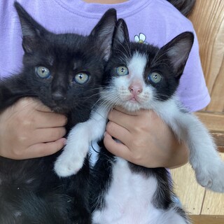 6/1に生まれました！残り2匹、どうか…！