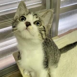 【マヨ】君キジ白の元気な男の子♪