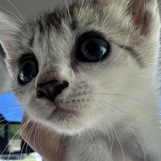 可愛い人懐っこい子猫です