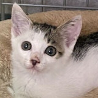 トライアル【いくら】可愛い美猫ちゃん♪