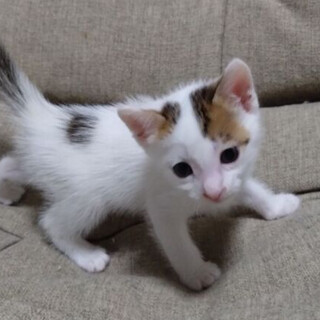 珍しい三毛の男の子「いくら」くん