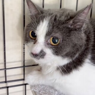 早く結膜炎を治してあげたい！可憐なちびグレちゃん♪