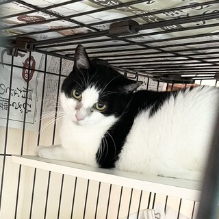 早く涙やけを治してあげたい！白黒美猫めかぶちゃん