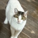 物静かで優しく控えめな細面のイケニャン♪はまちくん