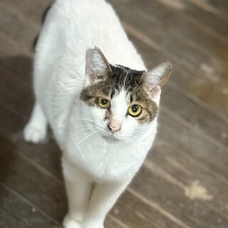 物静かで優しく控えめな細面のイケニャン♪はまちくん