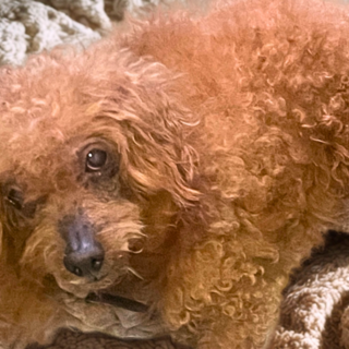 おとなしくて甘えん坊んのトイプードルです。