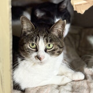 みんなに好かれるおっとり美猫ママ♪レタスちゃん