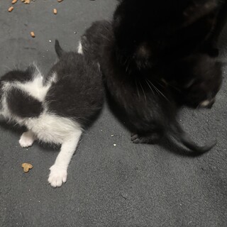 子猫３匹　里親大募集