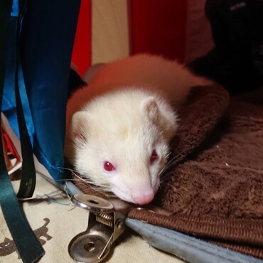 お迎え初期の頃。