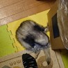 ぶんちゃんしか見た事ない ぱっか―ん✩.*˚
