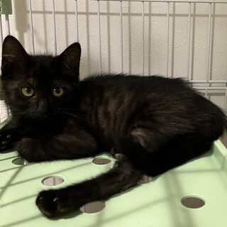 [10/5譲渡会]黒トラ？元気いっぱいヘクちゃん