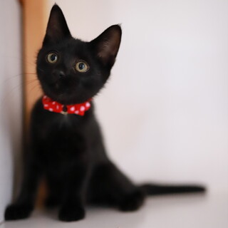 育てやすい人慣れ抜群の子猫さん