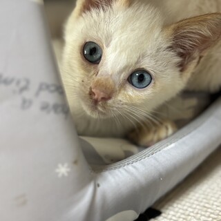 白とクリーム色の甘えん坊さん