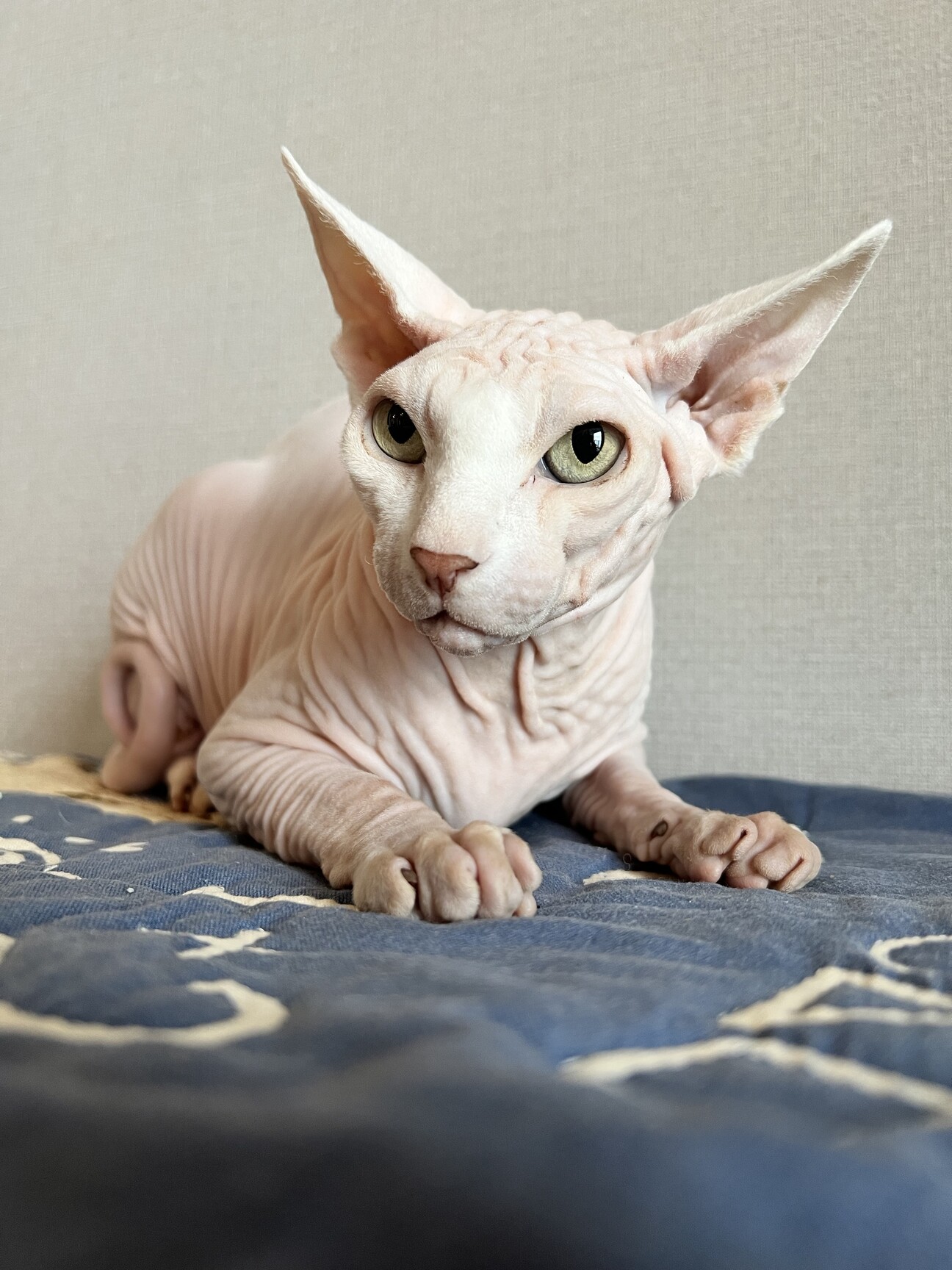 人懐っこいスフィンクス　男の子 サムネイル1