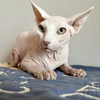 人懐っこいスフィンクス　男の子