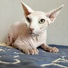 人懐っこいスフィンクス　男の子 サムネイル1