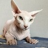 人懐っこいスフィンクス　男の子 サムネイル2