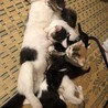 2025年5月19日生まれ　子猫6匹　秋田県 サムネイル2