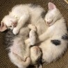 2025年5月19日生まれ　子猫6匹　秋田県 サムネイル3