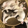 2025年5月19日生まれ　子猫6匹　秋田県 サムネイル6