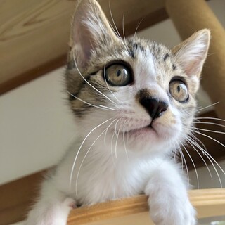 7/13(日)柏市譲渡会ジャクソン5☆マーロン君