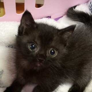 愛くるしさぬいぐるみ級！美少女約3週間